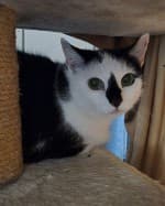 Ginny (nur mit Blacky), female European Shorthair for adoption at Tierheim Herne-Wanne, Herne