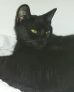 Blacky (nur mit Ginny), male European Shorthair for adoption at Tierheim Herne-Wanne, Herne
