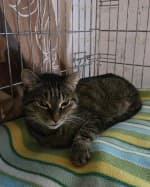 Alexa, female European Shorthair for adoption at Herne