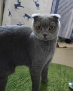 Aslan (nur mit Minos), male mixed breed for adoption at Tierheim Herne-Wanne, Herne