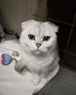 Daim (nur mit Liana und Smoky), male mixed breed for adoption at Tierheim Herne-Wanne, Herne