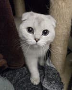 Liana (nur mit Daim und Smoky), female mixed breed for adoption at Tierheim Herne-Wanne, Herne