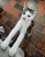 Lilli (nur mit Mia), female European Shorthair for adoption at Herne