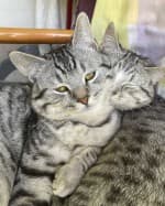 Paul (mit Peter), male British Shorthair for adoption at Tierheim Herne-Wanne, Herne