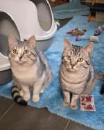Peter (mit Paul), male British Shorthair for adoption at Herne