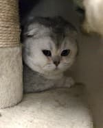 Smoky (nur mit Daim und Liana), male mixed breed for adoption at Tierheim Herne-Wanne, Herne