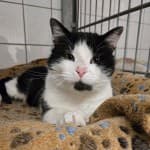 Thorin, male European Shorthair for adoption at Tierheim Herne-Wanne, Herne