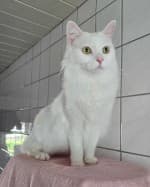 Yuki, male mixed breed for adoption at Tierheim Herne-Wanne, Herne